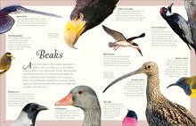 Load image into Gallery viewer, An Anthology of Exquisite Birds: Discover the Beauty of the Avian World (DK Children's Anthologies) by Ben Hoare - Ages 7+ - Hardback