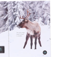 Load image into Gallery viewer, Introduction to Nature and Geography by Jasmine Brooke 20 Book Collection Box Set - Ages 7+ - Paperback